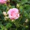 Thumbnail of new posts 189
