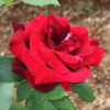 Thumbnail of new posts 183