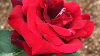 Thumbnail of post image 183