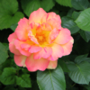 Thumbnail of new posts 137