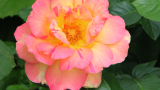 Thumbnail of post image 065