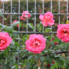 Thumbnail of new posts 130