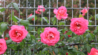 Thumbnail of post image 158