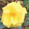 Thumbnail of new posts 163