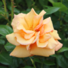 Thumbnail of new posts 072