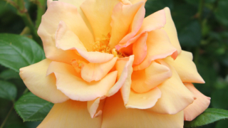 Thumbnail of post image 194