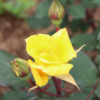 Thumbnail of new posts 100