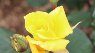 Thumbnail of post image 152