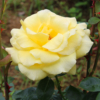 Thumbnail of new posts 154