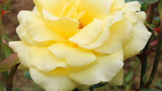 Thumbnail of post image 176