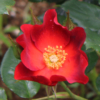 Thumbnail of new posts 124