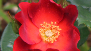 Thumbnail of post image 108