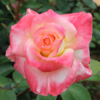 Thumbnail of new posts 086