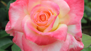 Thumbnail of post image 123