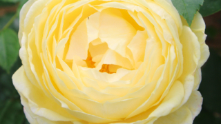 Thumbnail of post image 149