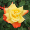 Thumbnail of new posts 125
