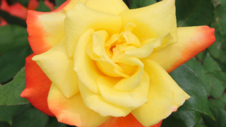 Thumbnail of post image 075