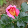 Thumbnail of new posts 190