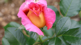 Thumbnail of post image 197