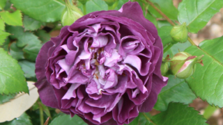 Thumbnail of post image 095