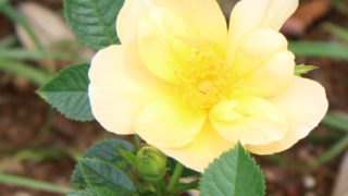 Thumbnail of post image 000