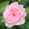 Thumbnail of new posts 051