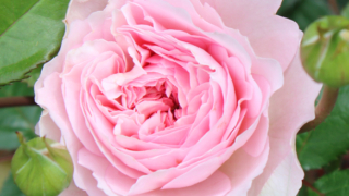 Thumbnail of post image 107