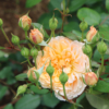 Thumbnail of new posts 078