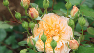 Thumbnail of post image 008