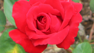 Thumbnail of post image 104