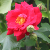Thumbnail of new posts 093