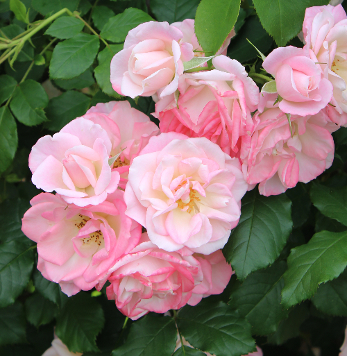 ピンク系バラ 桜霞