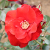 Thumbnail of new posts 152