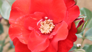 Thumbnail of post image 078