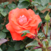 Thumbnail of new posts 013