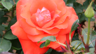 Thumbnail of post image 029
