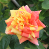 Thumbnail of new posts 156