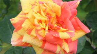 Thumbnail of post image 071
