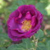 Thumbnail of new posts 128