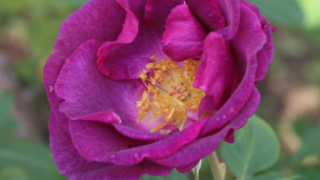 Thumbnail of post image 054