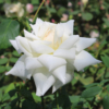 Thumbnail of new posts 097