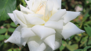 Thumbnail of post image 112