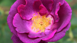 Thumbnail of post image 031