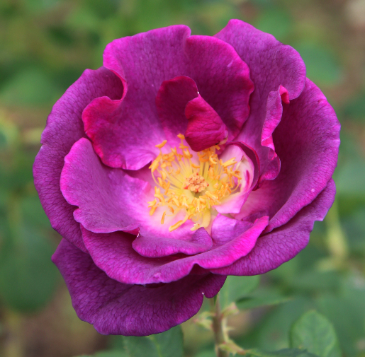 紫のバラ マジェンタ スカイ