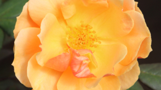 Thumbnail of post image 036