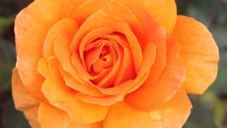 Thumbnail of post image 144