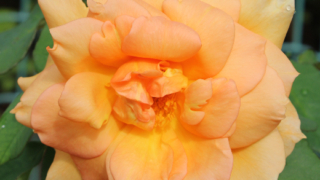 Thumbnail of post image 095