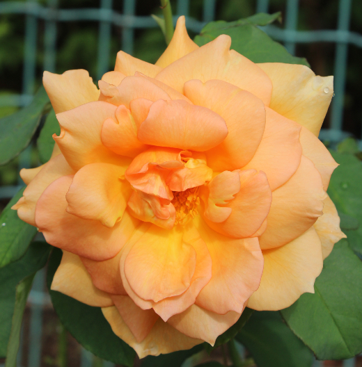 オレンジ系バラ マダムシャルルソバージュ