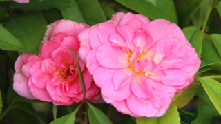 Thumbnail of post image 087