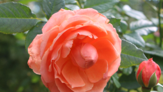 Thumbnail of post image 170